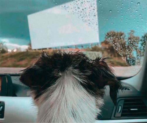 Ausflugsziel mit Hund Wien. Komm ins Autokino Vierbeiner mitnehmen beim nächsten Ausflug. Komm ins Kino mit Hund