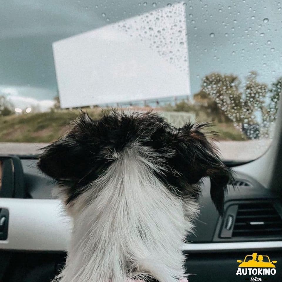 hund im kino hund im kino autokino wien